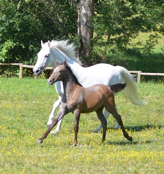 LipizzanergestuetPiber