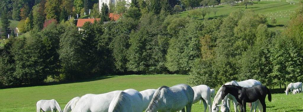 LipizzanergestuetPiber
