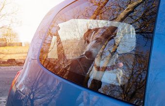 Ein Hund sitzt bei Hitze alleine im Auto.
