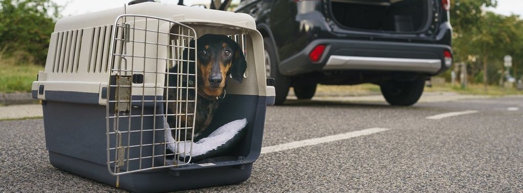 Hund in einer Transportbox, im Hintergrund steht ein Auto